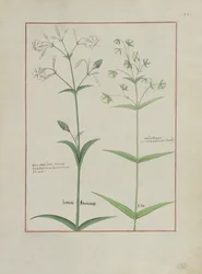 Illustratie uit Het boek der eenvoudige medicijnen door Mattheaus Platearius, c.1470